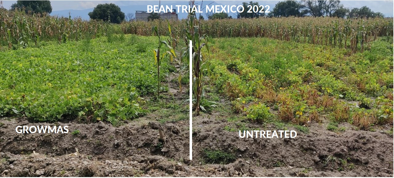 Bean Trial - Mexico 2022
