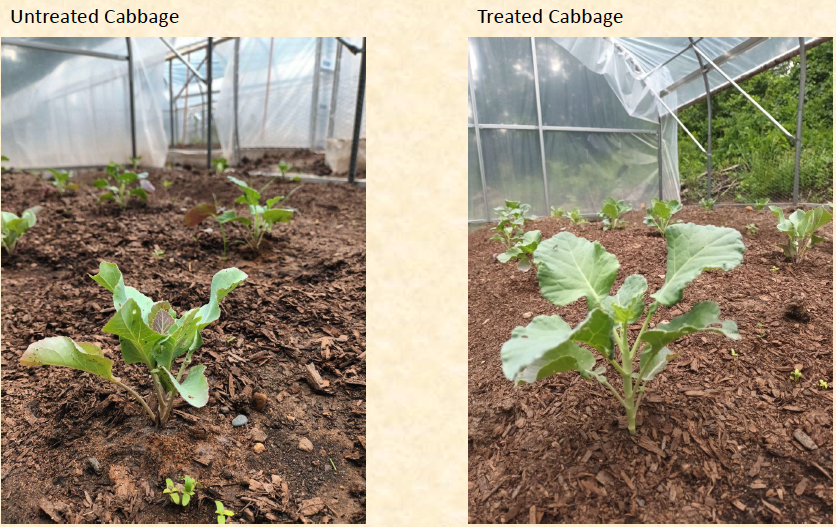 Cabbage Growth